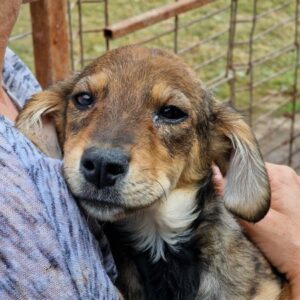 MIKASI - auf PDR PS im PLZ Bezirk 24 - vermittelt