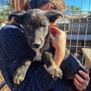 NASILA - ausgereist zum TST Rösrath