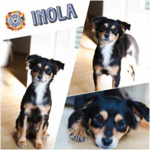 INOLA in 81543 München - vermittelt