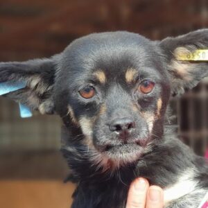 JOLI - reserviert TST Rösrath (29.10.) - RBB 10/23