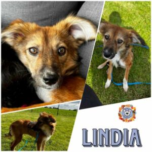 LINDIA in 15306 Seelow - vermittelt