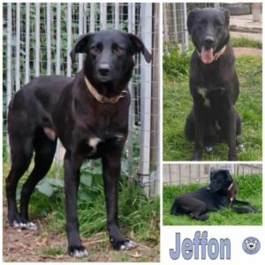 Jeffon in 34474 Diemelstadt - vermittelt