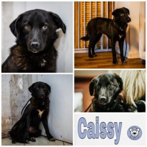 Caissy in 66265 Heusweiler - vermittelt