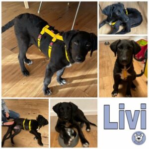 Livi in 69123 Heidelberg - vermittelt