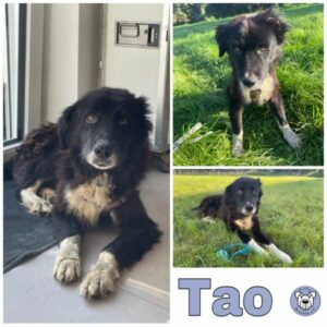 Tao in 65549 Limburg a.d. Lahn - vermittelt