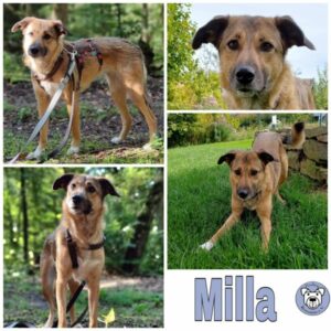 Milla in 58675 Hemer - vermittelt