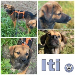 Iti in 18311 Ribnitz Damgarten - vermittelt