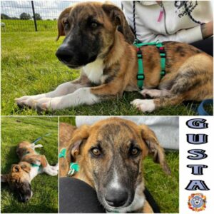 Gusta in 15306 Seelow - vermittelt