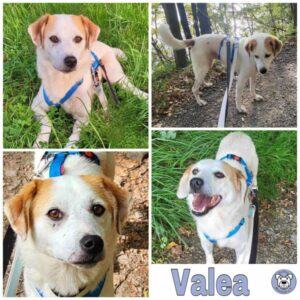 Valea in 58256 Ennepetal - vermittelt