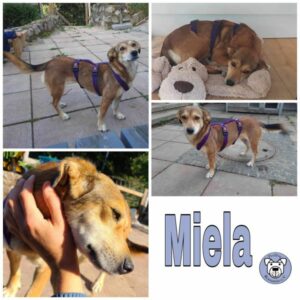 Miela in 77815 Bühl - vermittelt