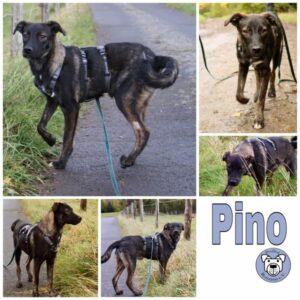 Pino in 53937 Schleiden - vermittelt