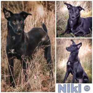 Niki in 53115 Bonn - vermittelt