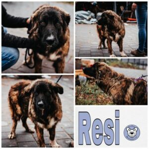 Resi in 66265 Heusweiler - vermittelt