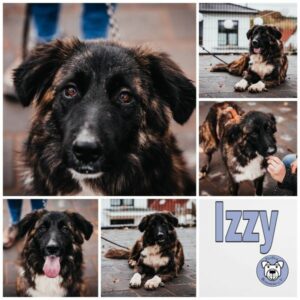 Izzy in 66265 Heusweiler - vermittelt