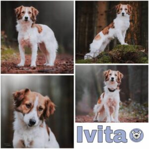 Ivita (♀) in 49401 Damme - vermittelt