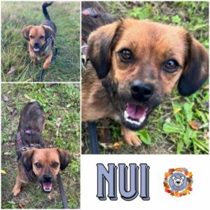 Nui in 18311 Ribnitz Damgarten - vermittelt