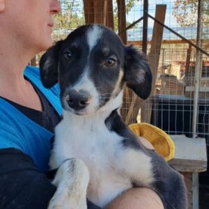 MALTE - ausgereist zum TST Rösrath