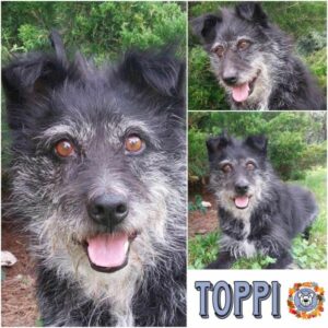 Toppi in 39624 Kalbe - vermittelt