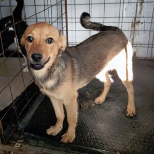 HUCK - ausgereist zur Tierhilfe Lebenswert