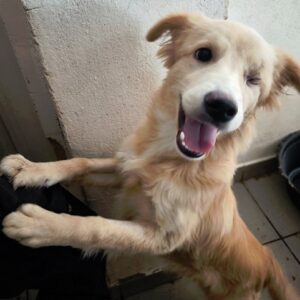 BUNIA- linkes Auge wurde entfernt, sehr liebes Hunde Mädchen - reserviert Tierhilfe Lebenswert DR - vermittelt