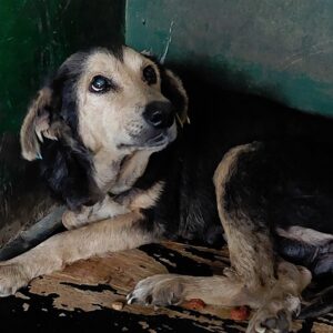 LETIZIA - vor Ort vermittelt 11/23