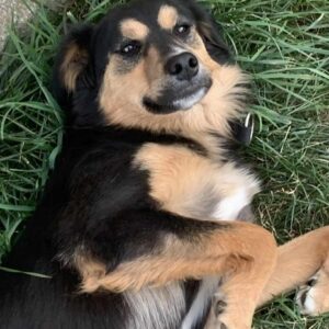 KALEDA – ausgereist zur Tierhilfe Lebenswert