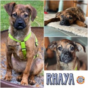 RHAYA in 21521 Aumühle  - vermittelt