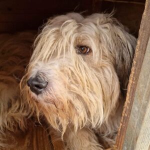 SOUNDY (♀) - wirkt sehr resigniert, stark verfilzt - vermittelt 04.10.24