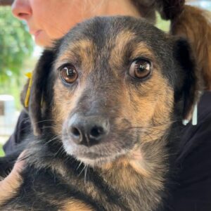 ARGOS (♂) - auf PS im PLZ 66xx  *ausgereist* - vermittelt