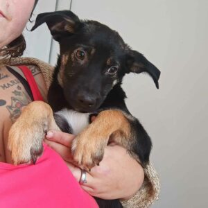 BOBBY - bereits sehr unsicher, sollte dringend raus - ausgereist zur Tierhilfe Lebenswert