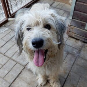 NIAMH - vermittelt Manuela