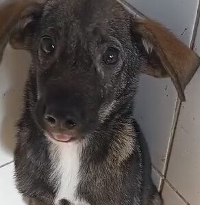 STEWIE - bereits sehr unsicher, sollte dringend raus - ausgereist zur Tierhilfe Lebenswert