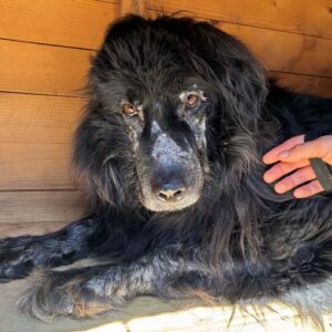 DAMIAN (♂) - RBB 04/25