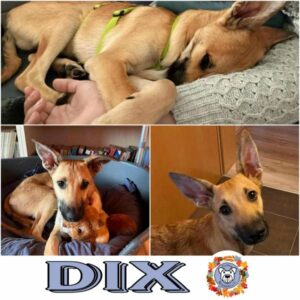 DIX in 84326 Rimbach bei Eggenfelden  - vermittelt