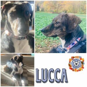 LUCCA in 91054 Erlangen / Bayern - vermittelt