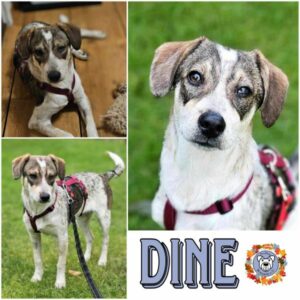 DINE in 26789 Leer/ Ostfriesland - vermittelt