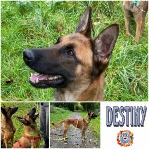 DESTINY in 47226 Duisburg - vermittelt