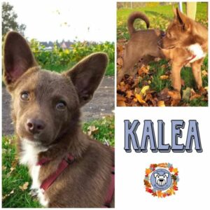 KALEA in 26817 Rhauderfehn/ Ostfriesland - vermittelt