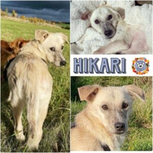 Hikari in 63688 Gedern - vermittelt