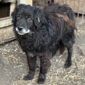 GRAND (♂) - ca. 2011 geboren - stark verfilzt - seit mind. Juli 2021 im Shelter - reserviert Tierhilfe Lebenswert DR - vermittelt