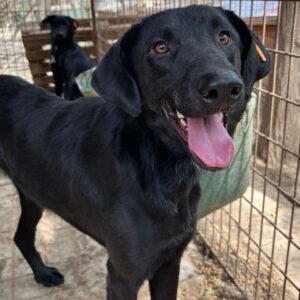 BLUEBELL (♀) - ausgereist zur Tierhilfe Lebenswert