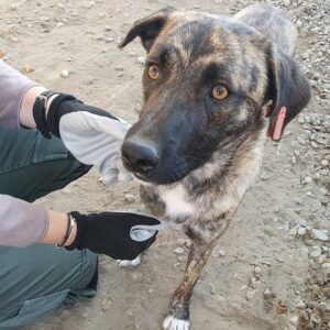 TINKA (♀) - ausgereist zur Tierhilfe Lebenswert