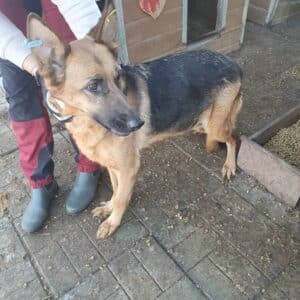 SHARI (♀) - vermisst 11/24