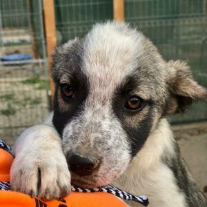 SCHLAUBI - in Rumänien vermittelt 11/23