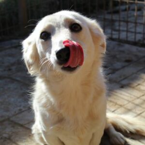 SHEILA - von Besitzer wieder abgeholt 11/23