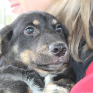 PEPE - ausgereist zu TINO