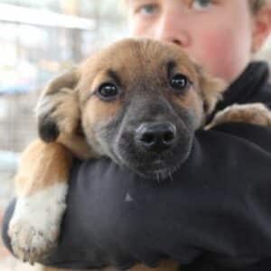 FAINA - ausgereist zu TINO