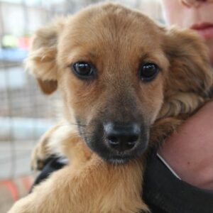 TALVI - ausgereist zu TINO