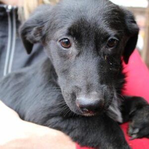 INIMA - auf PDR PS im PLZ Bezirk 97  - vermittelt