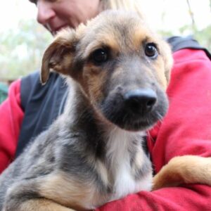 EVI, reist auf PDR PS in Plz 976.. (TG 24.11.) - RBB 11/23